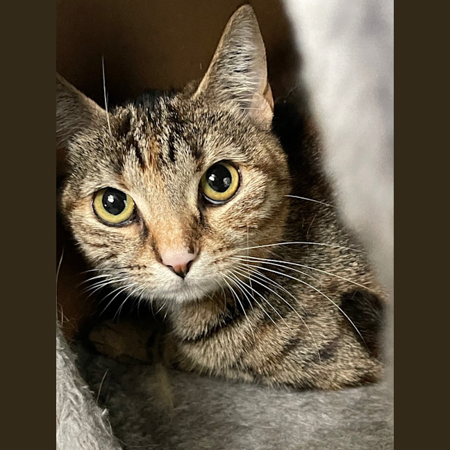 Photo of Tiger