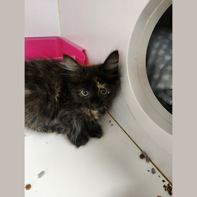 Photo of Evie