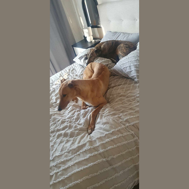 Photo of Buckley The Greyhound