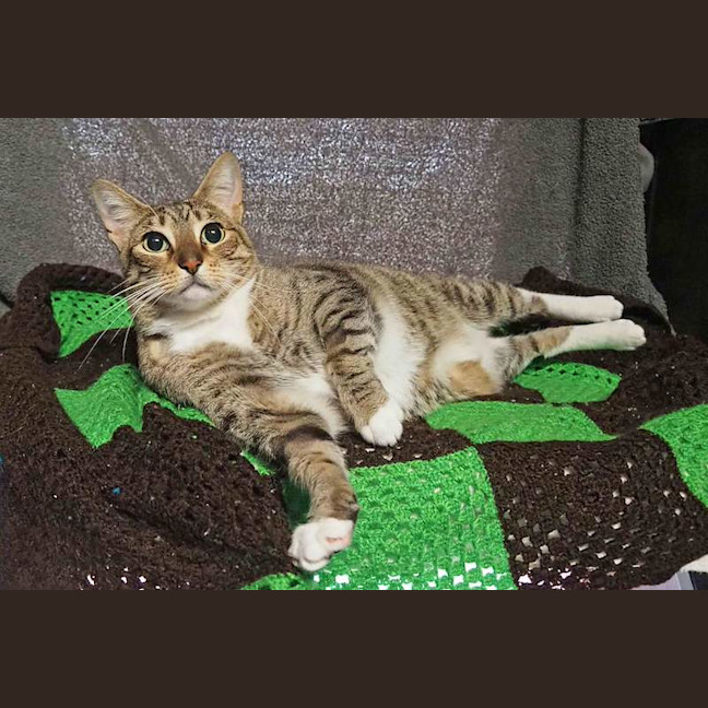 Photo of Pepper