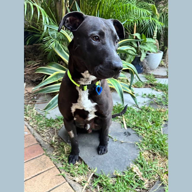 Photo of Bobby *$350 Adoption Fee*