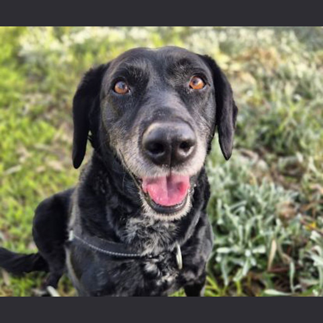 Photo of Luna