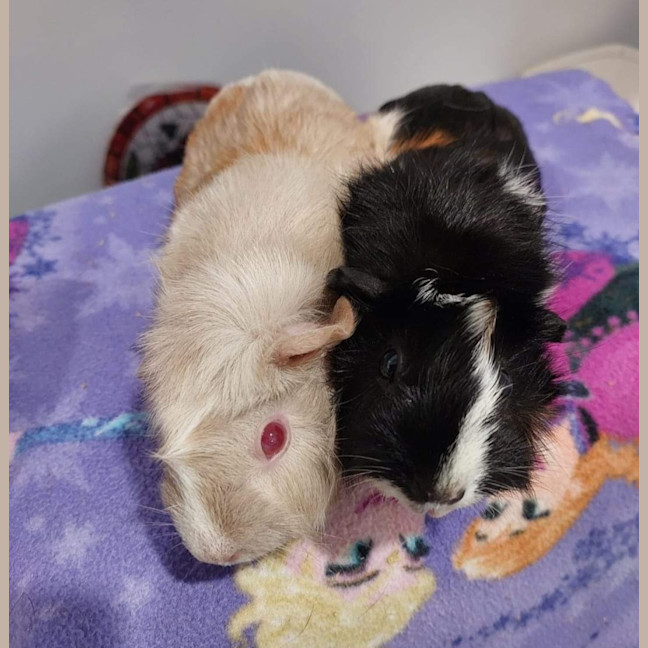 Photo of Clover And Sage