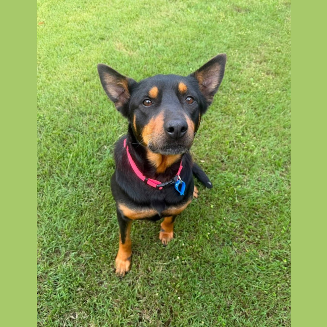 Photo of Poppy *$350 Adoption Fee*