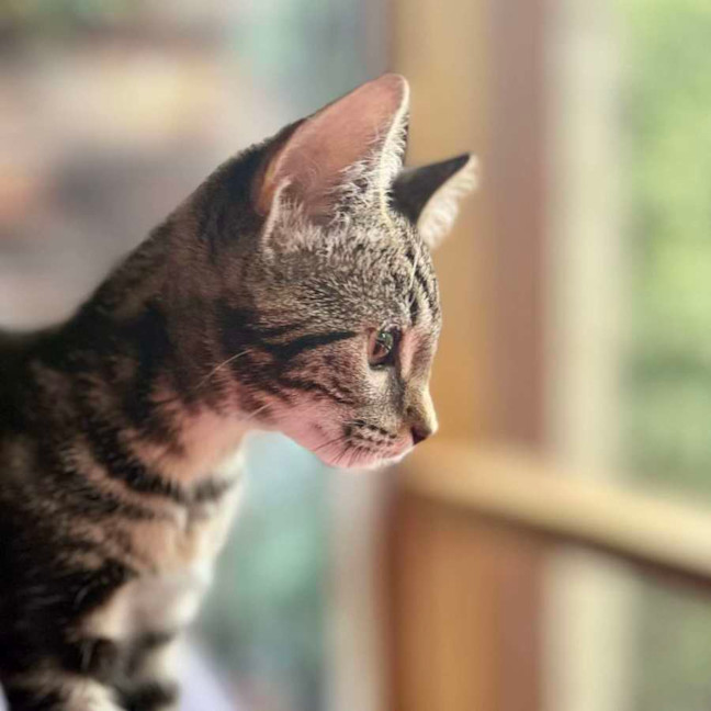 Photo of Blossom   Meet Me At Ivanhoe East Vet Clinic