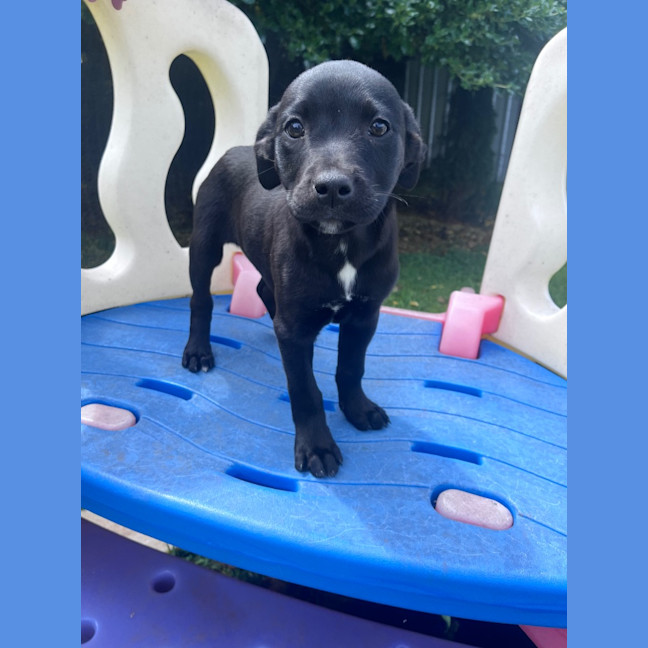 Photo of Luna