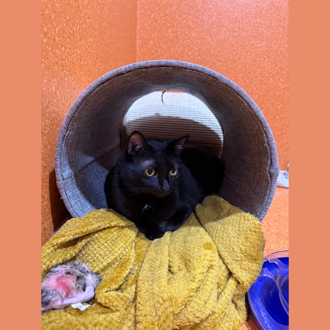 Photo of Soot
