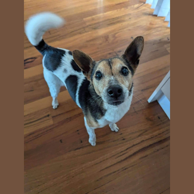 Photo of Milo