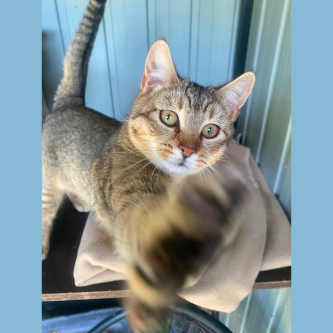 Photo of Pepper