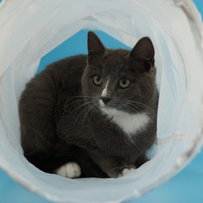 Photo of Mr Bingley