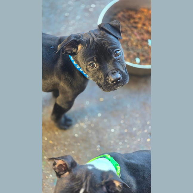 Photo of Rumble