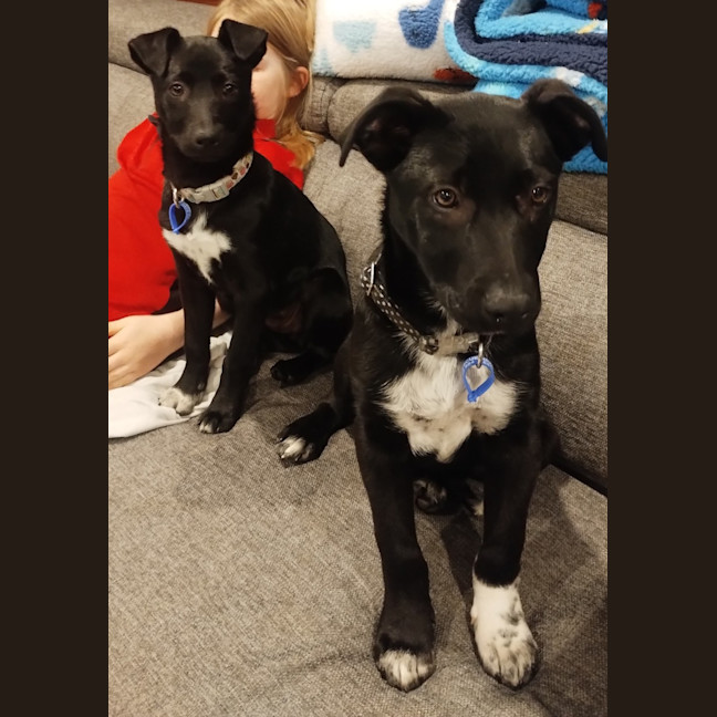 Photo of Nimona   4 Month Old Kelpie X (Trial)