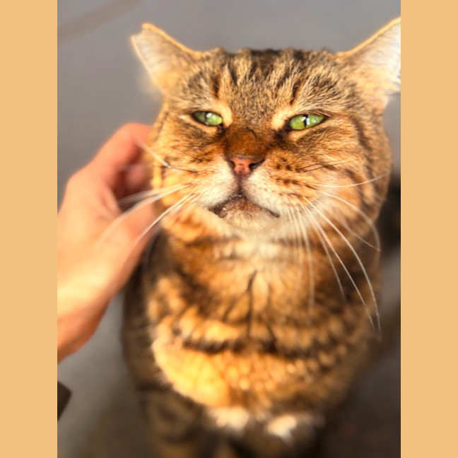 Photo of Charlie Boy
