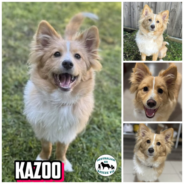 Photo of Kazoo 