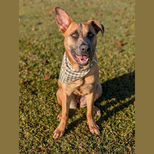 Photo of Sable