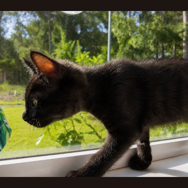 Photo of Ash