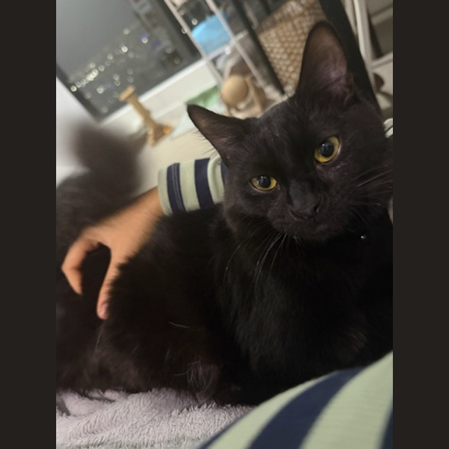 Photo of Spencer *9 Lives Project Rescue*