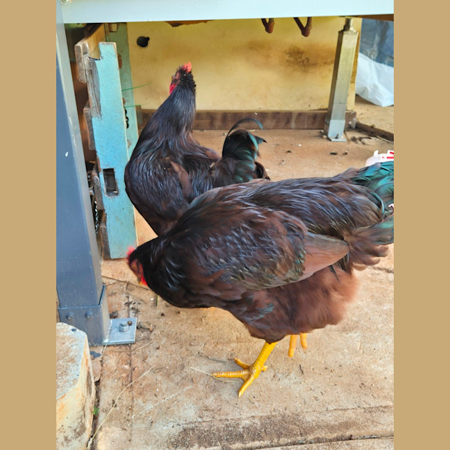 Photo of Two Roosters