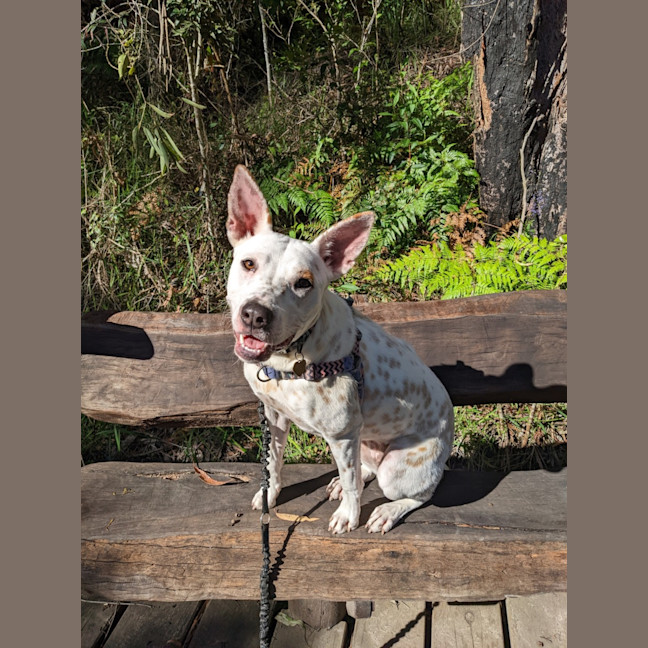 Photo of Luna