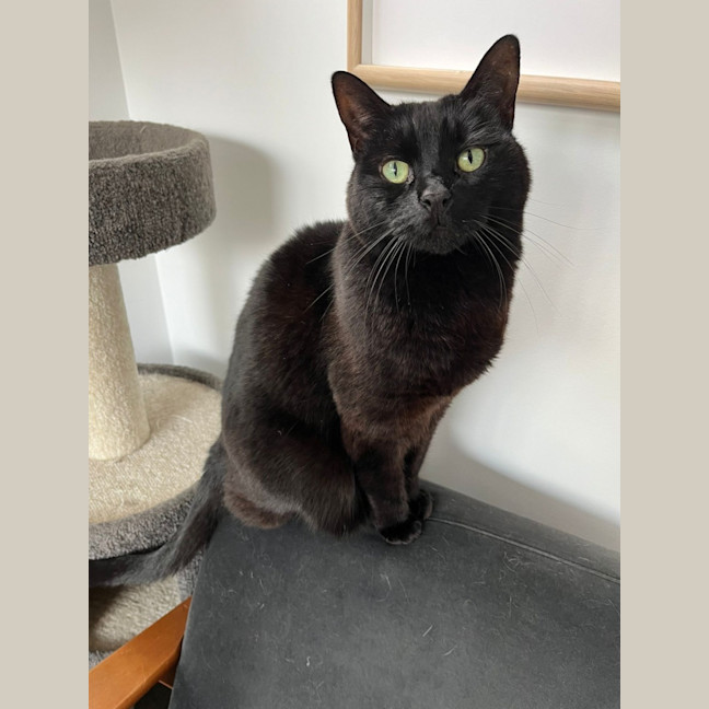 Photo of Nuzzlington