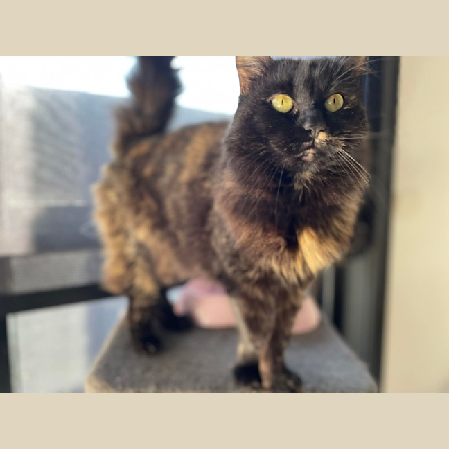 Photo of Evie   In Foster Care In Bentleigh East