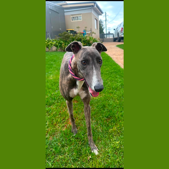 Photo of Zoe, The 1year Old Greyhound