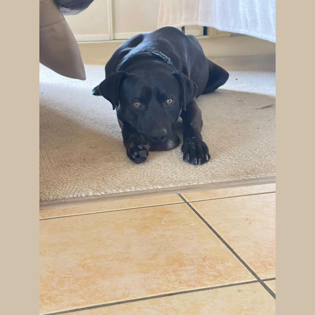 Photo of Scooby *$150 Adoption Fee*