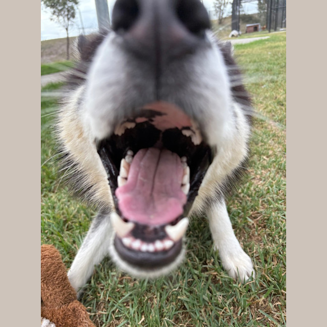 Photo of Tigger 