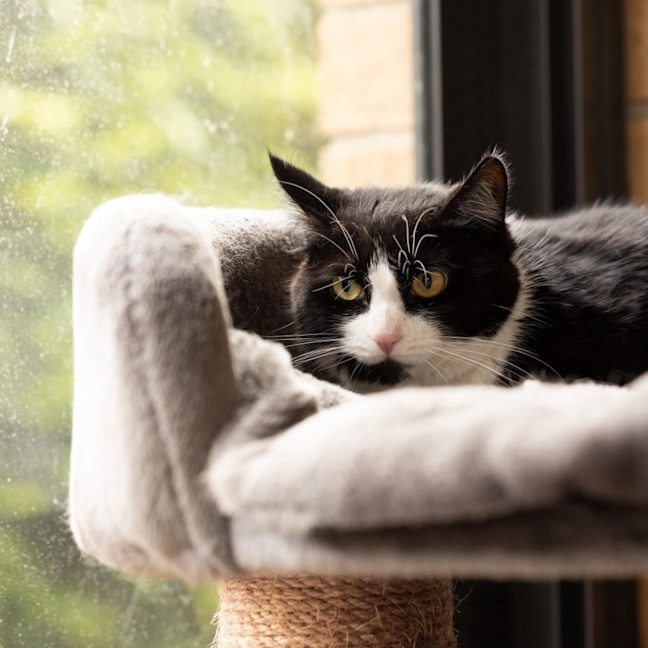 Photo of Pip   In Foster Care In Cranbourne