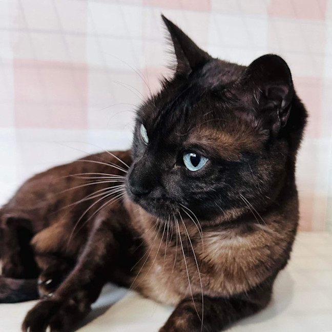 Photo of Lynx   Located In Preston 