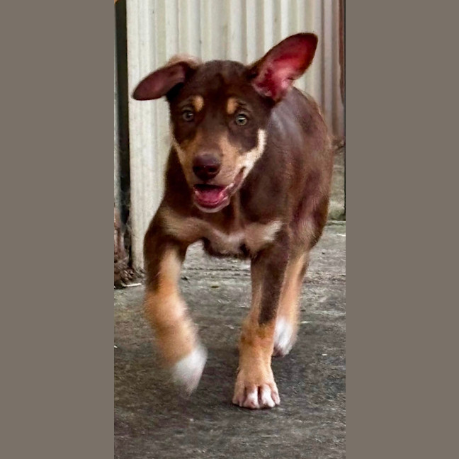 Photo of Phoebe