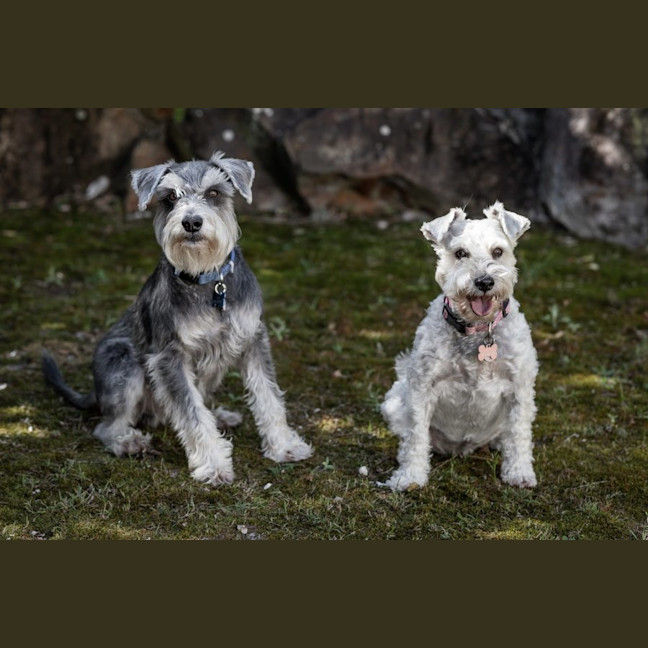 Photo of Stella & Flash   Bonded Pair Female & Male