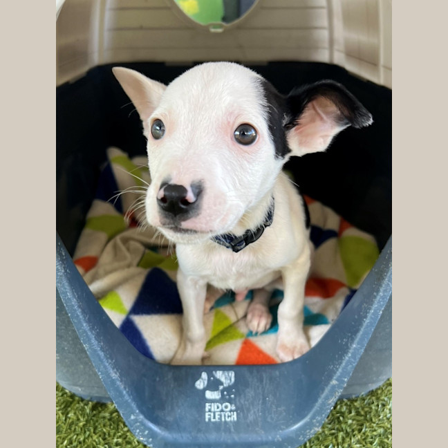 Photo of D1140 Micro