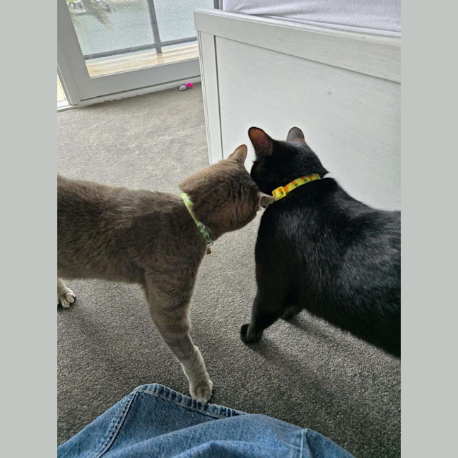 Photo of Bee & Storm