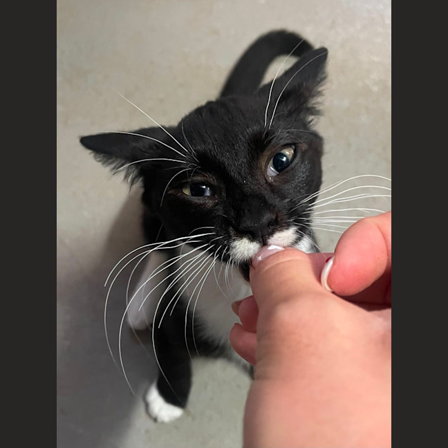 Photo of Sweets Aka Fish Toots