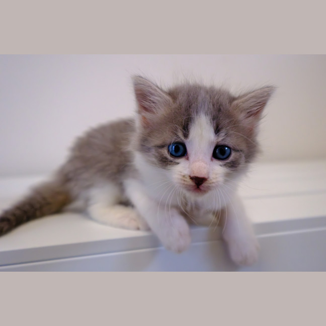 Photo of C1445 Sophia