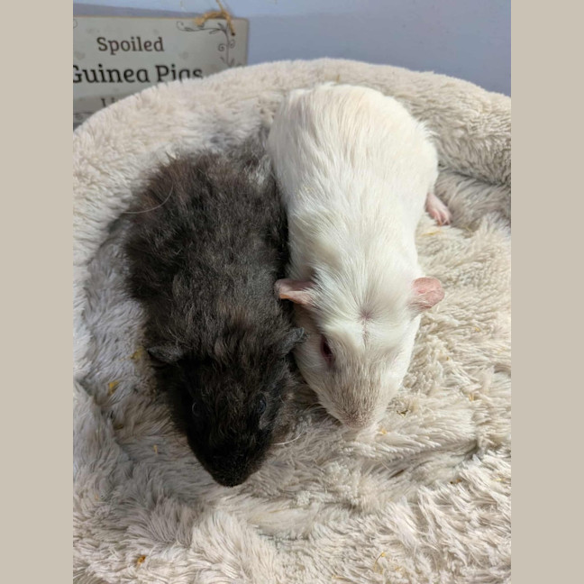 Photo of Ghost & Patrick