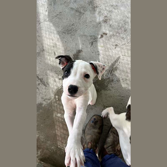 Photo of Rex