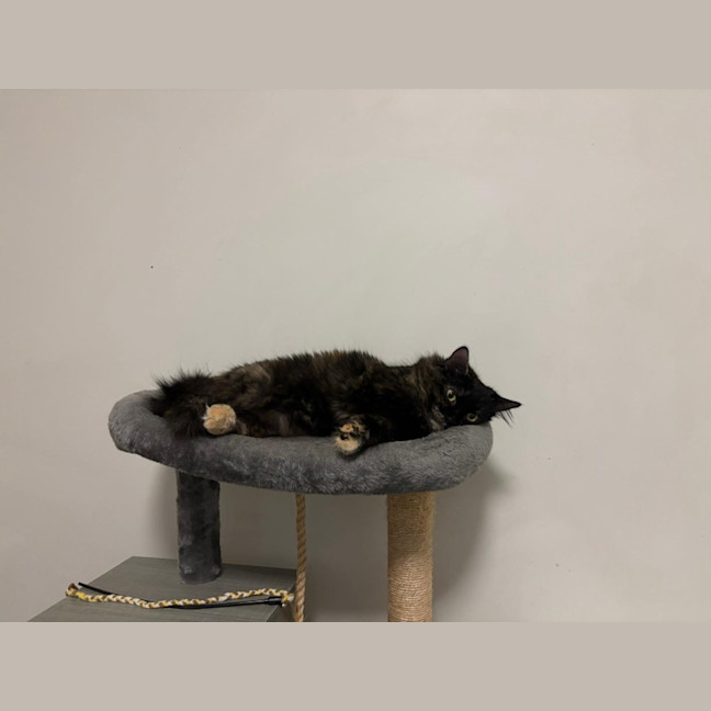 Photo of Hazel