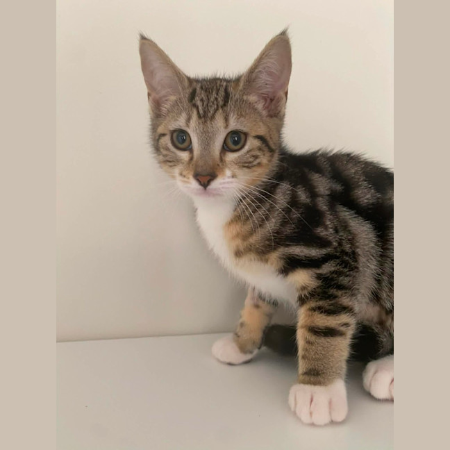 Photo of Cookie 