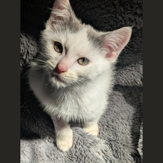 Photo of Grogu   In Foster Care In Ashburton