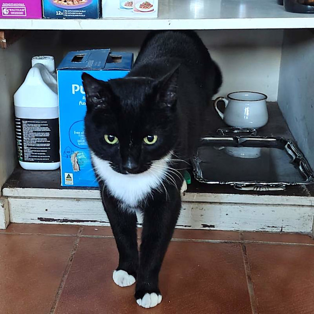 Photo of Lucky
