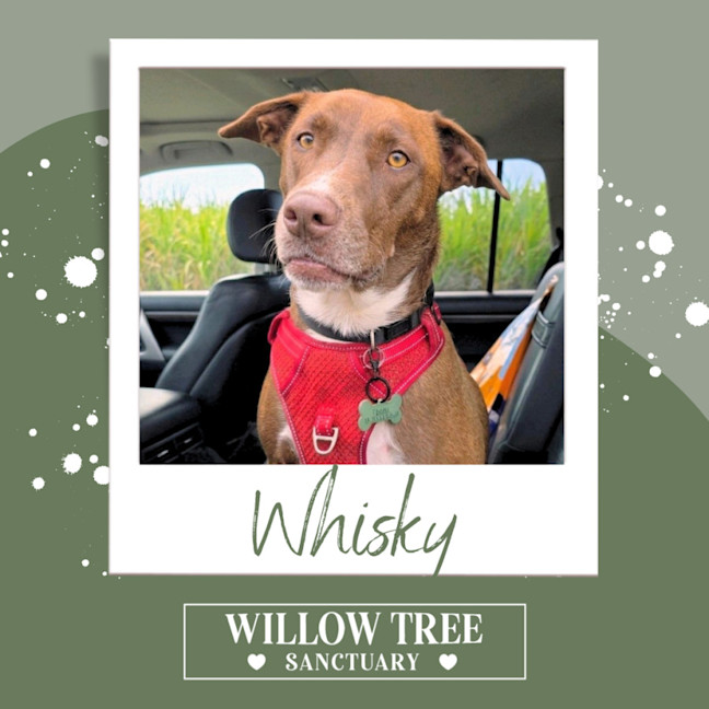 Photo of Whisky