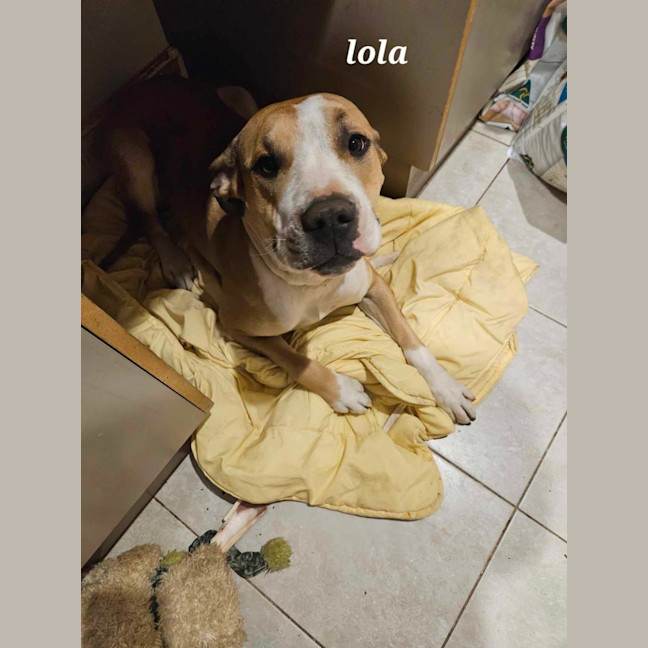 Photo of Lola