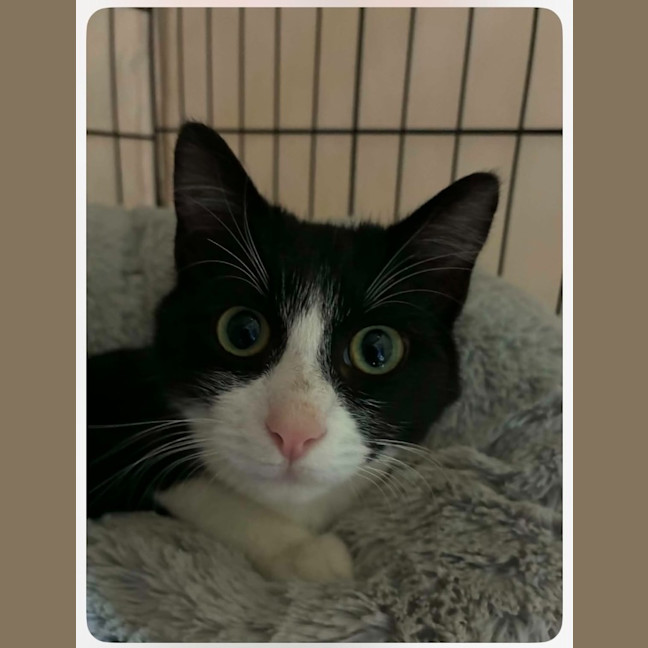 Photo of Houdini