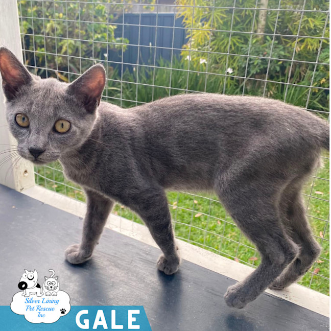 Photo of Gale