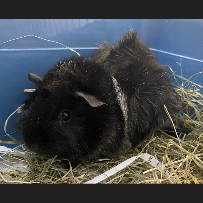 Photo of Thistle