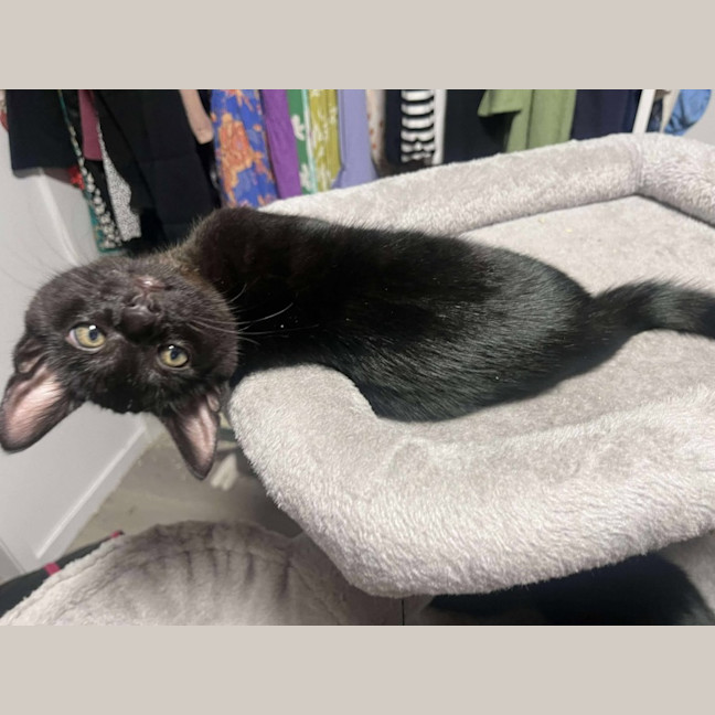 Photo of Mowgli