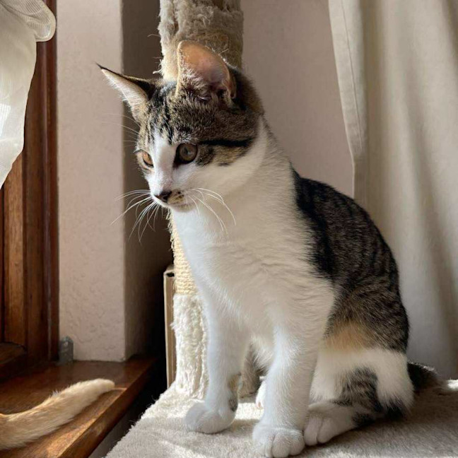 Photo of Mr White   Located In Reservoir