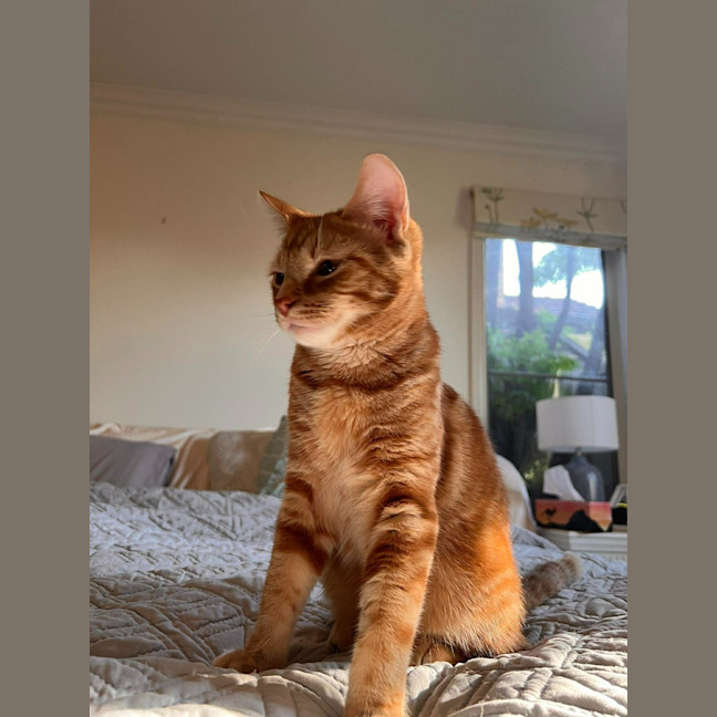 Photo of Dasher